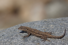 Urosaurus ornatus schottii