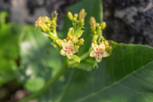 Jatropha dhofarica, photograph 2