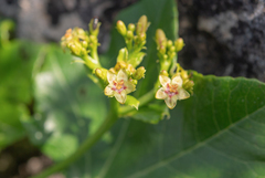 Jatropha dhofarica, photograph Morten Ross, CC BY, iNaturalist via GBIF
