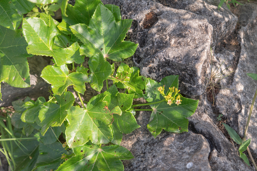Jatropha dhofarica, photograph 3