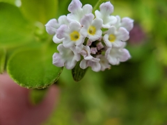 Lantana involucrata
