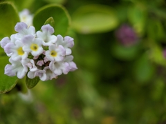 Lantana involucrata