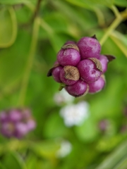 Lantana involucrata