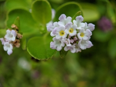 Lantana involucrata