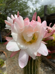 Trichocereeae