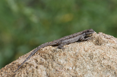 Urosaurus ornatus schottii