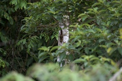 Microsciurus alfari