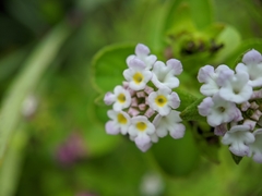 Lantana involucrata