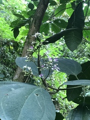Miconia coronata