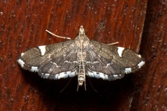 Diathrausta profundalis