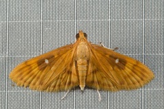 Dichocrocis plenistigmalis