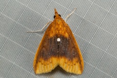Lipararchis tranquillalis