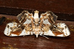 Aeolopetra