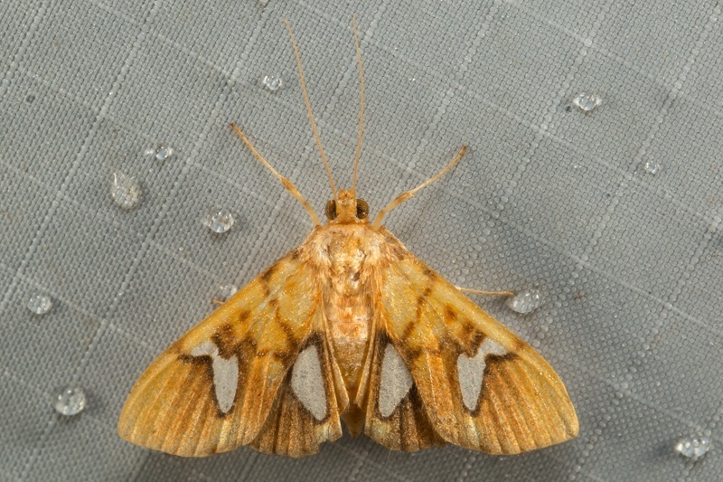 Nosophora euspilalis