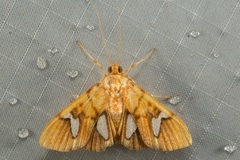 Nosophora euspilalis