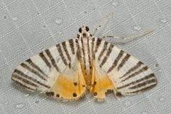 Dichocrocis
