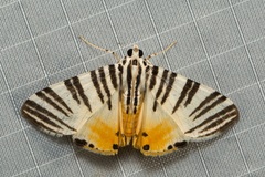 Dichocrocis