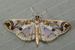 Polythlipta