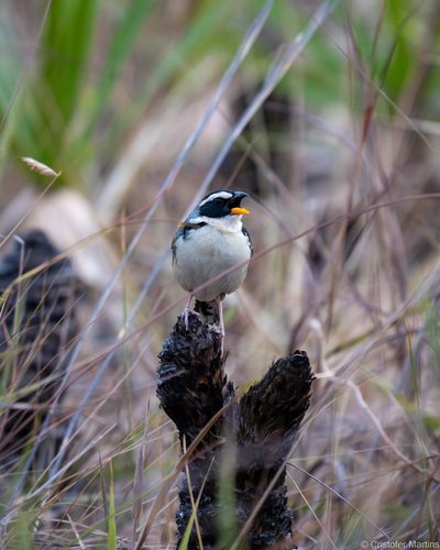 Black-masked Finch