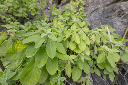 Coleus cylindraceus