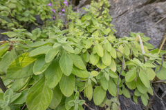 Coleus cylindraceus