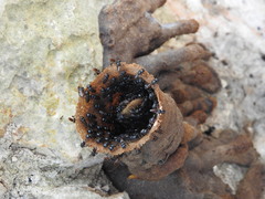 Lestrimelitta niitkib