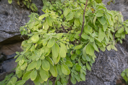 Coleus cylindraceus, photograph 1