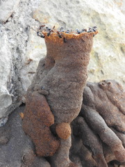 Lestrimelitta niitkib