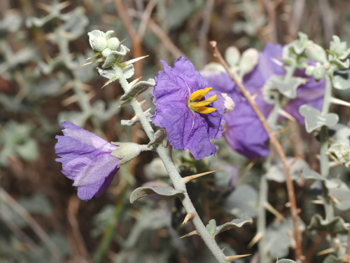 desert nightshade (Solanum oligacanthum)