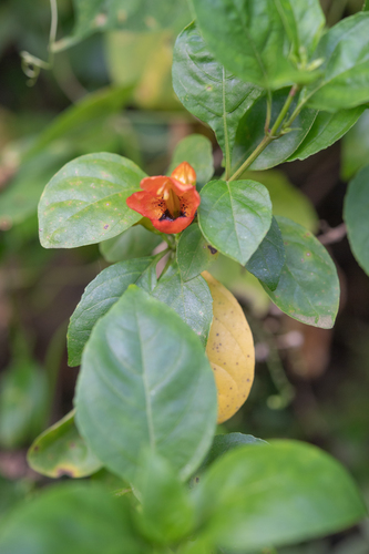 Ruttya fruticosa, photograph 2
