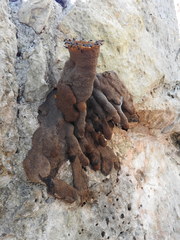 Lestrimelitta niitkib