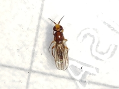 Ceratobarys eulophus