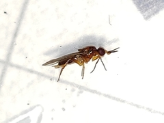 Ceratobarys eulophus