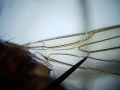 Ceratobarys eulophus