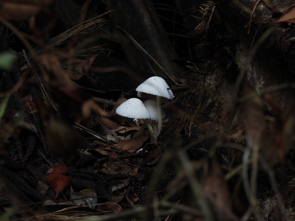 Leucocoprinus cretaceus · October 2025 · photo: © sheylarossi (iNaturalist, cc-by-sa)
