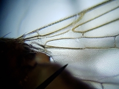 Ceratobarys eulophus