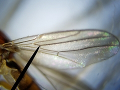 Ceratobarys eulophus