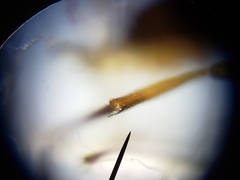 Ceratobarys eulophus