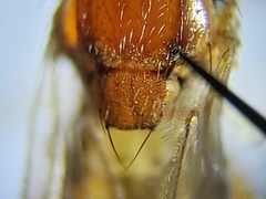 Ceratobarys eulophus