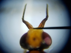 Ceratobarys eulophus