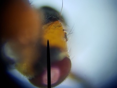 Ceratobarys eulophus