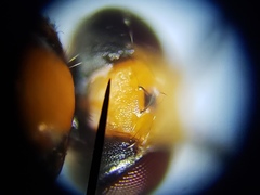 Ceratobarys eulophus