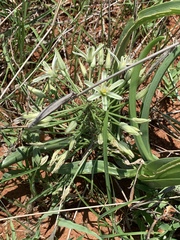 Albuca seineri
