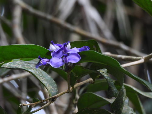 Acanthocladus pulcherrimus (Acanthocladus pulcherrimus)