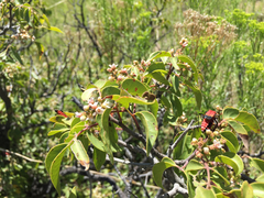 Chauliognathus lecontei