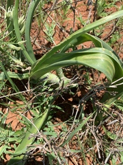 Albuca seineri