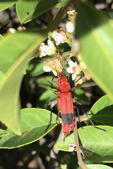 Chauliognathus lecontei