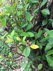 Ficus microcarpa microcarpa