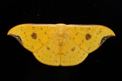 Tridrepana fulvata