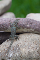 Sceloporus clarkii clarkii